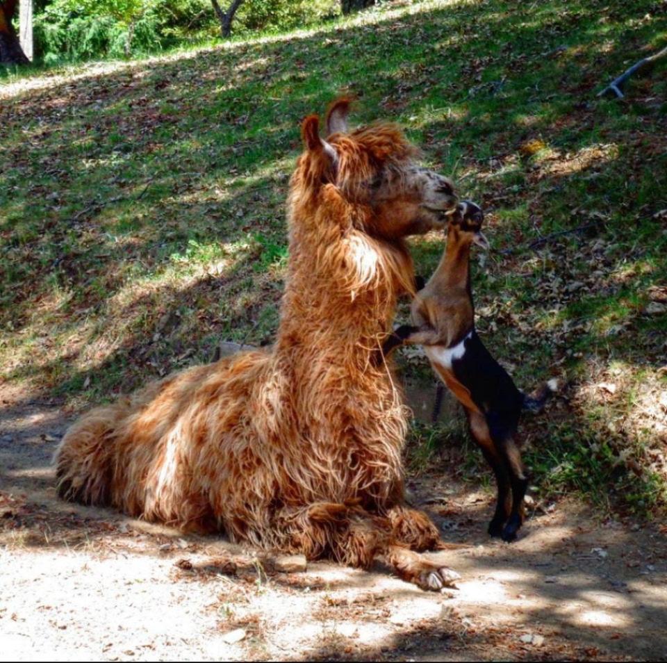 “Nuestra cabra perdió a su madre cuando era muy pequeña. Desde ese día, nuestra llama no se ha apartado del lado de nuestra cabra, ni siquiera abrazándose todas las noches. ¡Es el mejor sustituto!”. (Foto: reddit / <a href="http://www.reddit.com/r/AnimalsBeingMoms/comments/h9i2zl/our_goat_lost_her_mother_when_she_was_very_young/" rel="nofollow noopener" target="_blank" data-ylk="slk:BountilsBotanicals;elm:context_link;itc:0;sec:content-canvas" class="link ">BountilsBotanicals</a>).