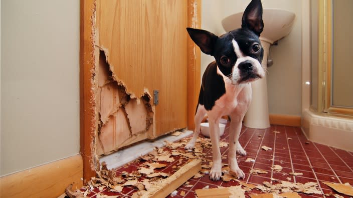  A black and white French Bulldog has just chewed the corner off a door. 