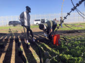 Erin Cihak, left, and Elizabeth Lara plant native species in Friendship Park, located within California's Border Field State Park in San Diego Saturday, Jan. 25, 2020. The U.S. Border Patrol, reacting to a breach it discovered in a steel-pole border wall believed to be used by smugglers, gave activists no warning this month when it bulldozed the U.S. side of a cross-border garden on an iconic bluff overlooking the Pacific Ocean. On Saturday, after a public apology for "the unintentional destruction," the agency allowed the activists in a highly restricted area to resurrect the garden. (AP Photo/Elliot Spagat)