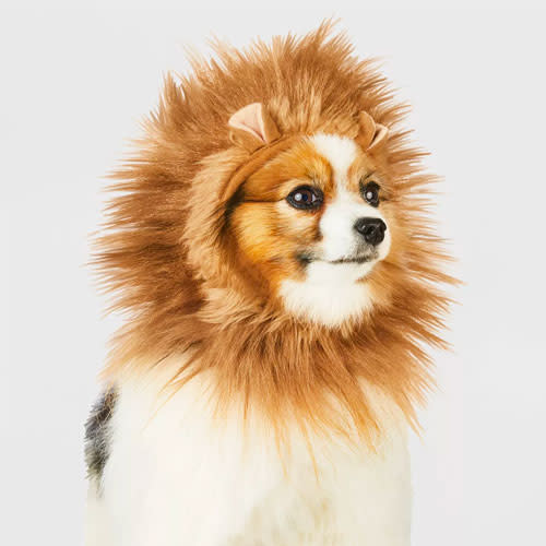 dog lion mane costume, best Halloween costumes for dogs 