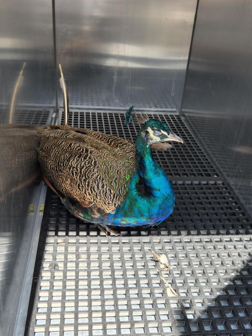 Des Moines' favorite wandering peacock was captured by the Animal Rescue League of Iowa, the state's largest animal shelter. The peacock had been on the move from treetop to rooftop since Aug. 3, 2022, ruffling feathers in the Merle Hay neighborhood.