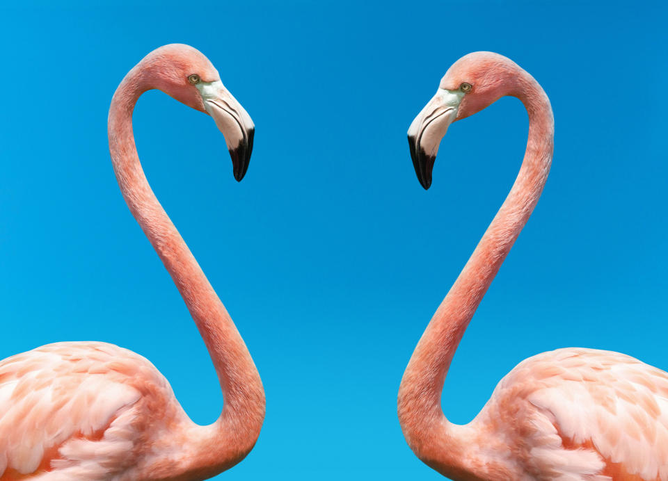 WARNING: Embargoed for publication until 00:00:01 on 21/09/2021 - Programme Name: The Mating Game - TX: n/a - Episode: Generic (No. n/a) - Picture Shows: Flamingos  - (C)  Getty Images - Photographer:  Getty Images