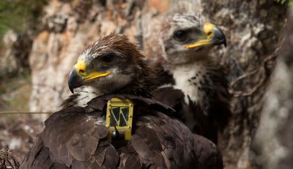 A pair of seven and a half week old Golden Eagle chicks sit on their nest after being GPS satellite tagged at a remote nest site near Loch Ness on June 27, 2015 in the Highlands, Scotland.