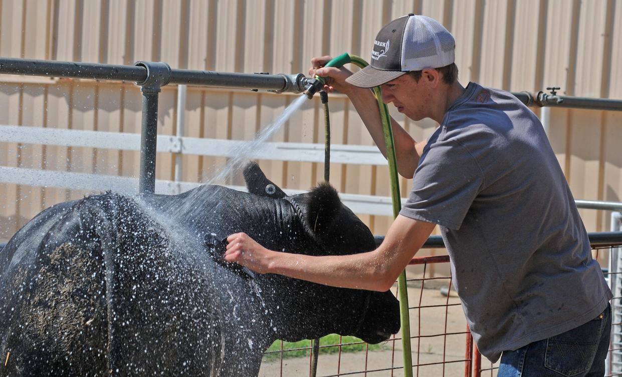 In this file photo, Kelton Kern, 16, washes his angus steer named Maximus at the Saline County Livestock and Expo Center during the Tri-Rivers Fair.