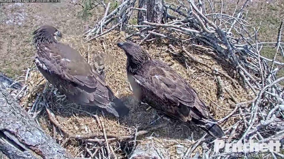 <p>Southwest Florida Eagle Cam</p>