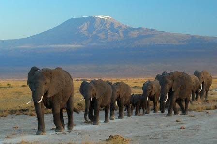 A modern elephant family group. Woolly mammoths are thought to have lived in extended family groups like this.