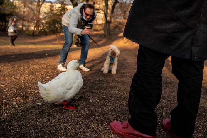 Wrinkle, a pet duck with a large social media following, wears her signature red shoes as she visits Central Park in Manhattan, NY on Wednesday December 22, 2021. Thomas Bergreen stops walking his dog Scooter to take a photo of Wrinkle. Bergreen, a lifelong New Yorker, said he's never seen a pet duck in all the years he's lived in New York. 