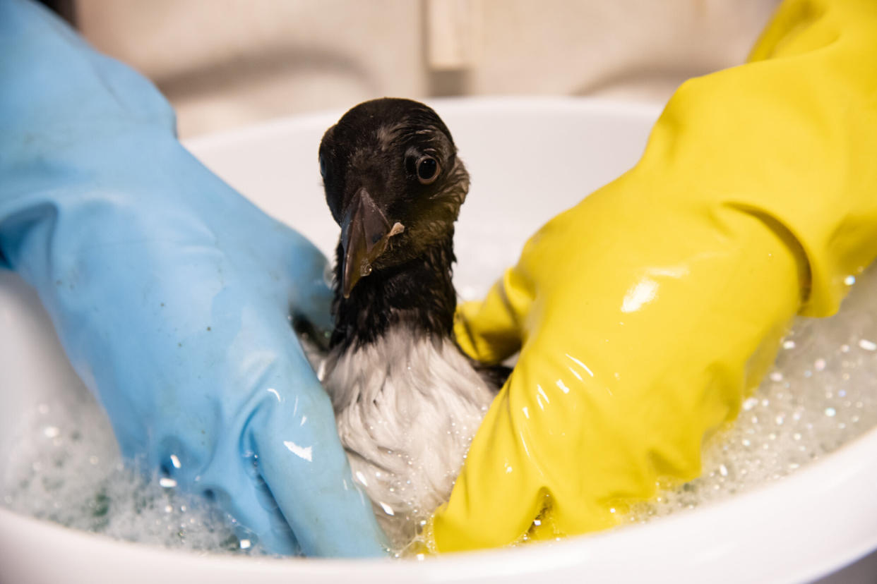 An oil-covered puffling gets a bubble bath to clean its feathers.&nbsp; (Photo: Jennifer Adler)