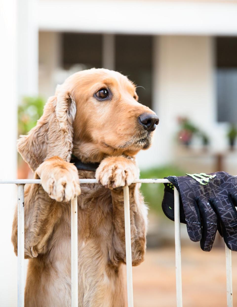 unique dog names famous dog names