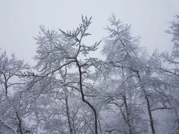 <strong>下雪。（圖／資料庫）</strong>