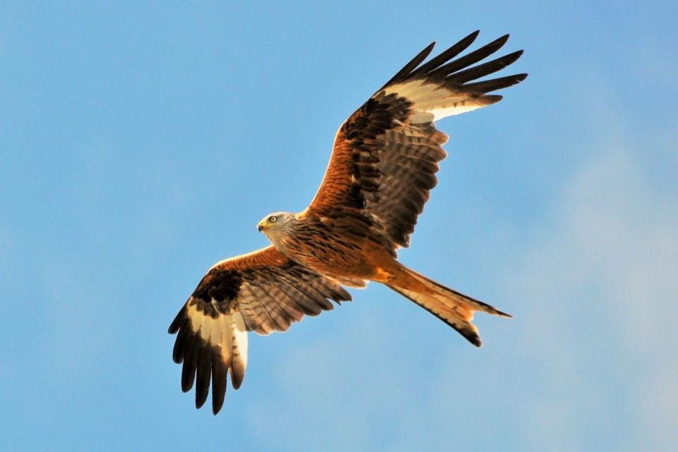 Am Himmel lässt sich der Rotmilan anhand seiner deutlichen Schwanzgabelung und seiner rötlichen Färbung bestimmen. Auf Beutetour unternimmt der Rotmilan lange Flüge, am liebsten über weiter Landschaft. Neben Insekten und kleinen Wirbeltieren frisst dieser Greifvogel auch Aas. (Bild: iStock/Didierphoto)