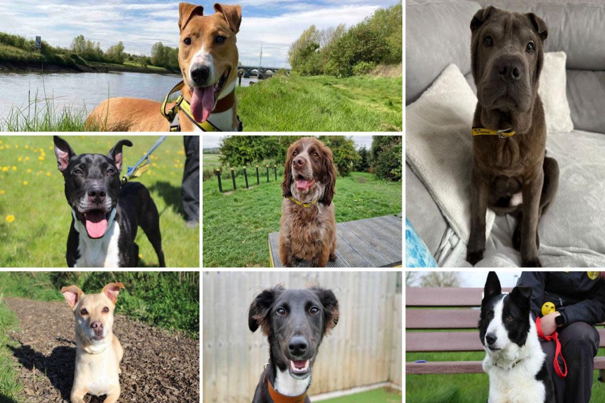 Seven dogs up for adoption at Dogs Trust in Sadberge in Darlington. <i>(Image: DOGS TRUST)</i>