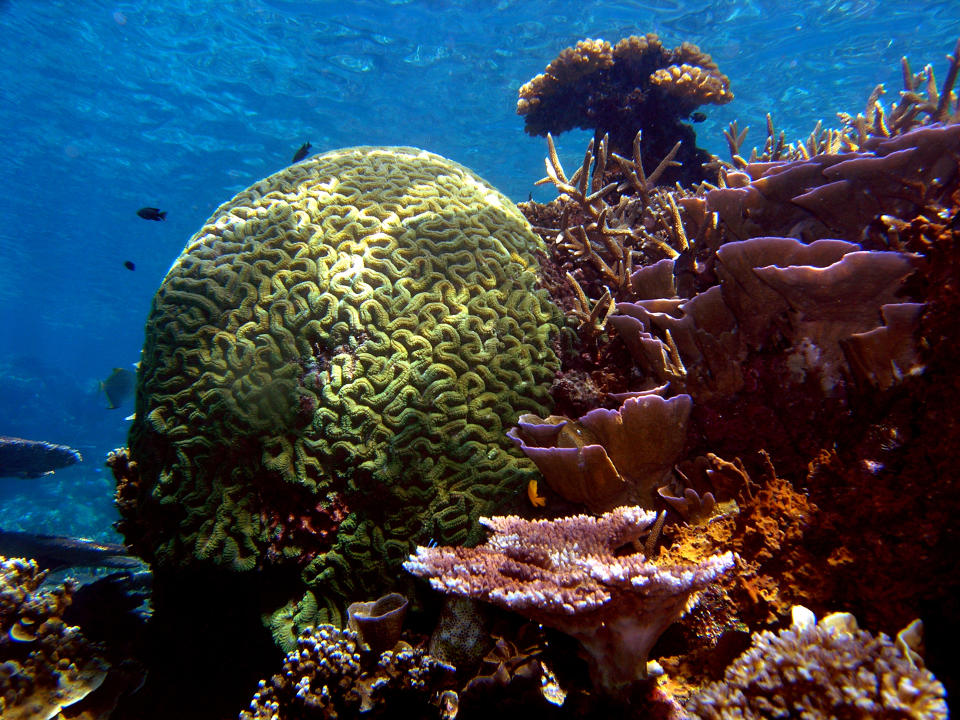 A brain coral in Redang Island.