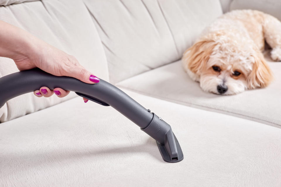 Woman vacuuming sofa with Maltipoo pup nearby