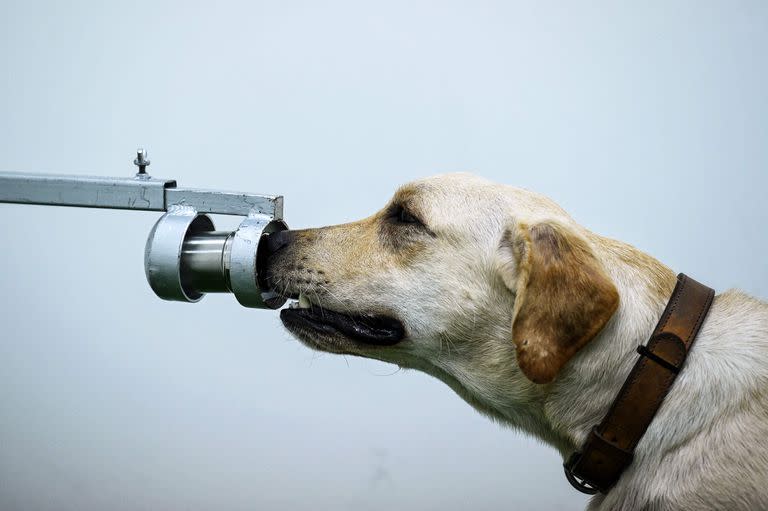 Ya se usan perros para detectar coronavirus en recitales. (Photo by Lillian SUWANRUMPHA / AFP)