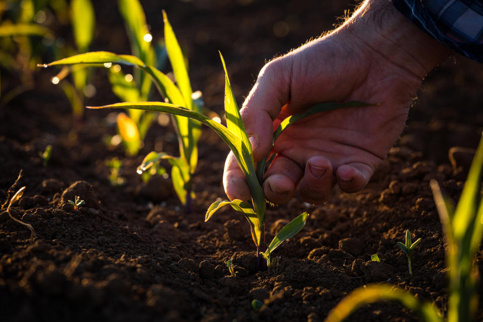 Farmer touches his crop with his hand.  Italy.  Europe.  (Photo by: Daniele Orsi/REDA&CO/Universal Images Group via Getty Images)