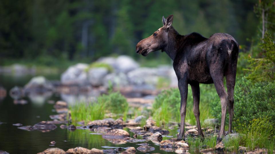 Moose standing in shallow river