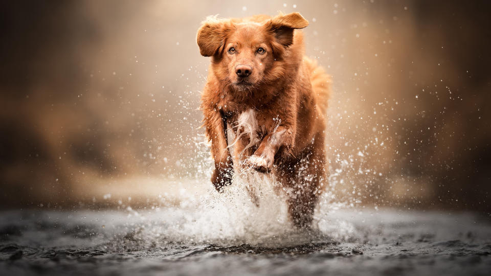 Nova Scotia duck tolling retriever splashing through water