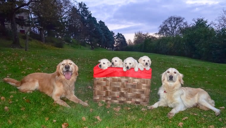 Texas Man Goes Viral With 13 Golden Retrievers