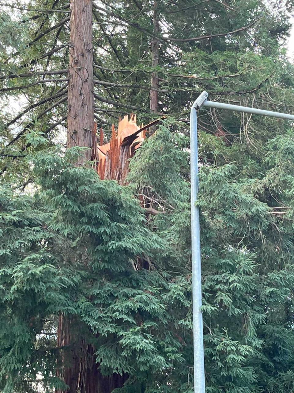 A redwood tree is seen snapped about halfway up in length at Morley and Merritt ways in Carmichael on Monday, Feb. 5, 2024. A strong storm brought strong winds to the Sacramento region on Sunday, whipping trees and downing power lines across the capital region.