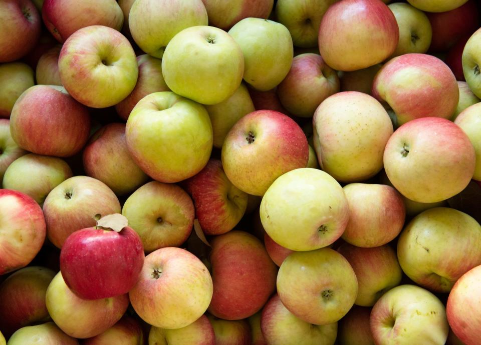 Gala apples in a bin at Grandad's Apple Orchard in Hendersonville, NC. 