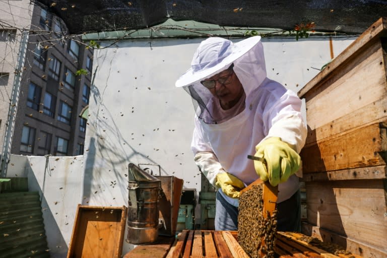 Urban beekeeper Sherry Liu took a beekeeping class seven years ago and is now an avid apiarist (I-Hwa CHENG)