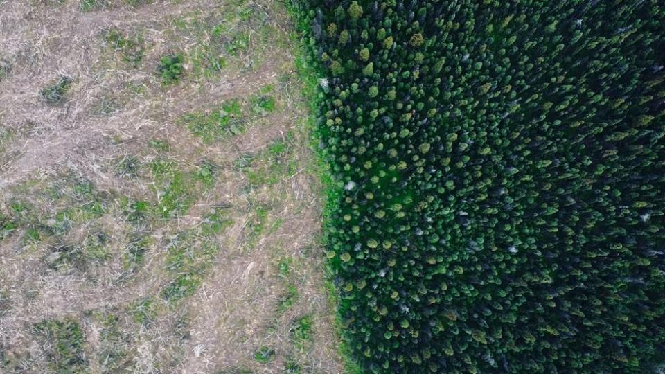 Im&#xe1;gen de un dron que muestran bosque talado