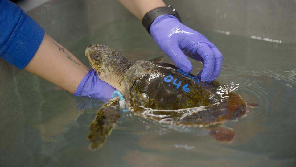 Animal care and necropsy coordinator Gabriella Nicoletta works with a newly received cold-stunned turtle that was put into the new sea turtle triage suite's swim tank at the National Marine Life Center.
