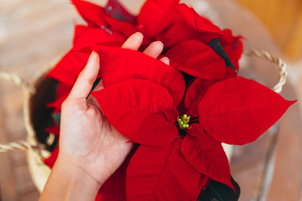 Top view of a hand touching vibrant red holiday Christmas pointsettia leaves