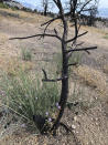 Un año después de que un incendio avivado por el viento calcinara las montañas sobre Lone Pine, California, se pueden ver destellos de nueva vegetación en un rincón quemado del Bosque Nacional Inyo el miércoles 27 de julio de 2022. Brotes verdes finos como hilo se abren paso en la tierra bajo las ramas desnudas de un árbol. (AP Foto/Michael Blood)