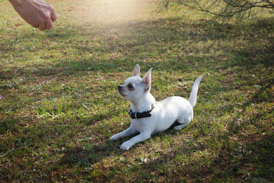 Train a mini Chihuahua dog to lie still and stand. (Juan Jose Cevaqueva Dominguez / Getty Images/iStockphoto)