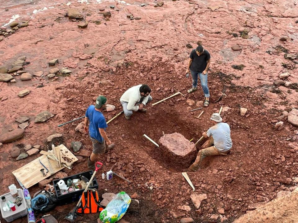 Teacher Discovers Fossil of Unknown Animal While Walking Dog on Beach. Credit: Texas Marine Mammal Stranding Network