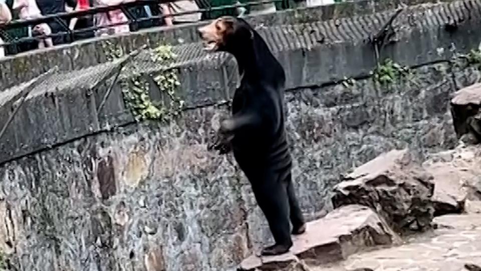 Angela, a Malayan sun bea, has the internet wondering if she's actually a human in a costume. The Hangzhou Zoo says none of its bears are humans.