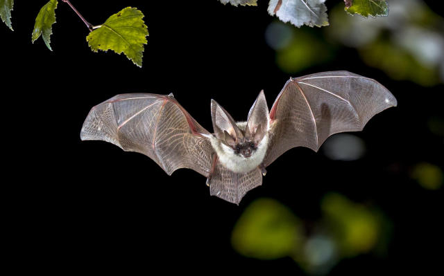 Bats Discovered to Have Sex in a Way That's Similar to Birds - The