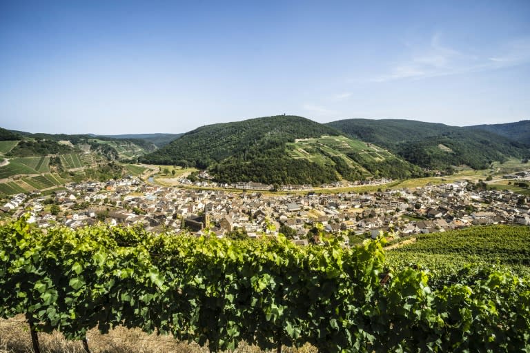 Die Weinbauern in Deutschland befürchten Ernteausfälle wegen der nächtlichen Minustemperaturen in den vergangenen Tagen. Frost zu diesem Zeitpunkt sei "verheerend", sagte der Präsident des Deutschen Weinbauverbandes (DWV), Klaus Schneider. (Bernd Lauter)