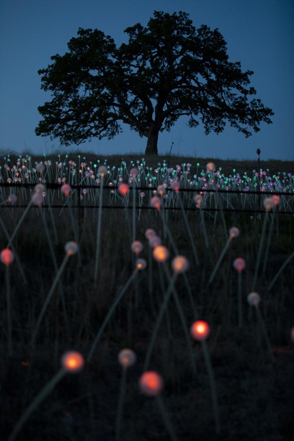 Sunrise over the Field of Light.