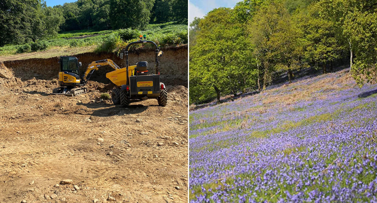 Bluebells