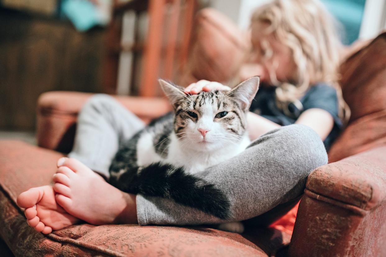 cat with liver disease being pet while sitting in between a child's legs