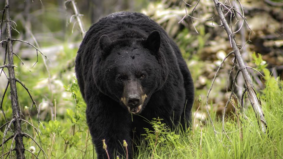 how to store food when camping: Black bear approaching camera