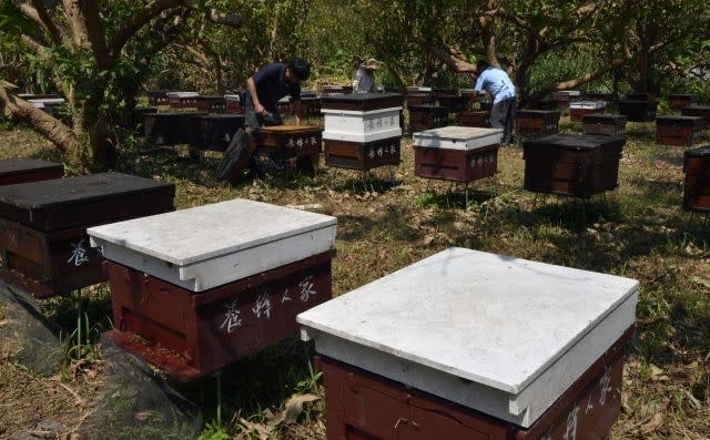 Taiwan beekeepers battle to cash in on pure honey buzz