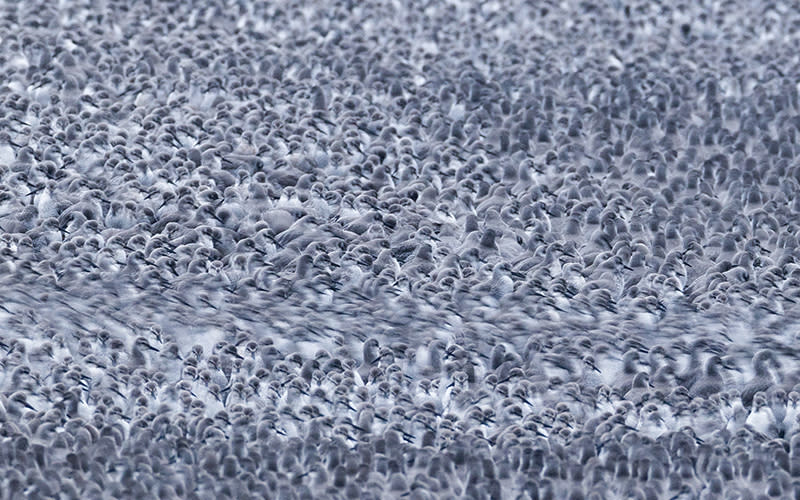 Thousands of wading birds gather during the “Snettisham Spectacular”