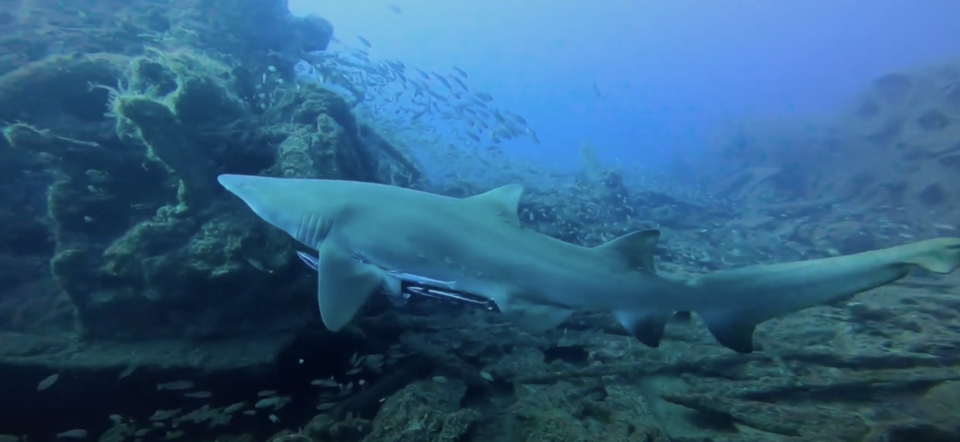 A shark swims near an underwater reef surrounded by schools of fish