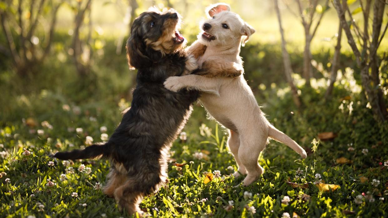  Two dogs playing outside. 