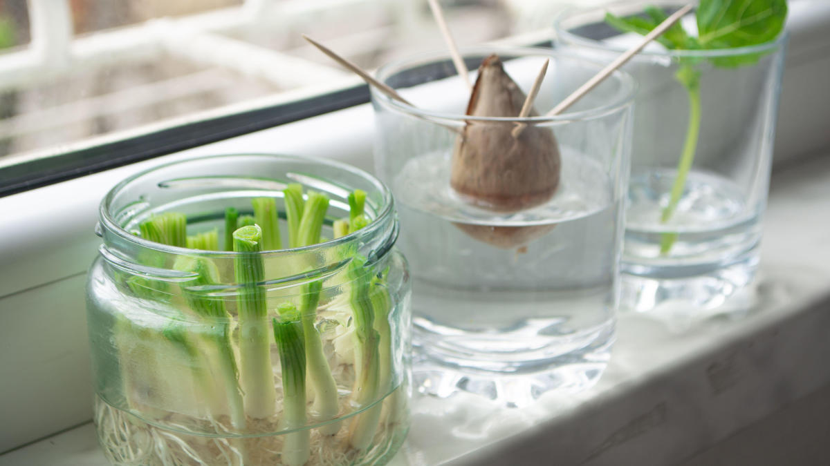 Growing vegetables from scraps: 10 easy veg to try - Yahoo Life