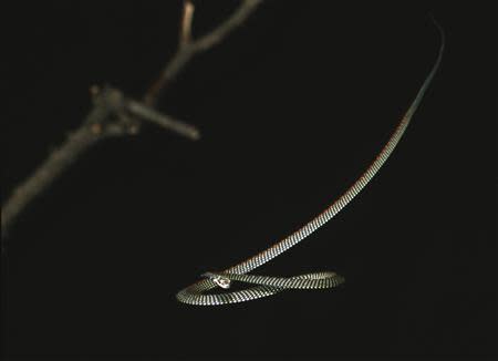 A paradise tree snake is shown in this undated handout photo courtesy of Jake Socha, Assistant Professor at Virginia Tech in Blacksburg, Virginia. REUTERS/Jake Socha/Virginia Tech/Handout via Reuters