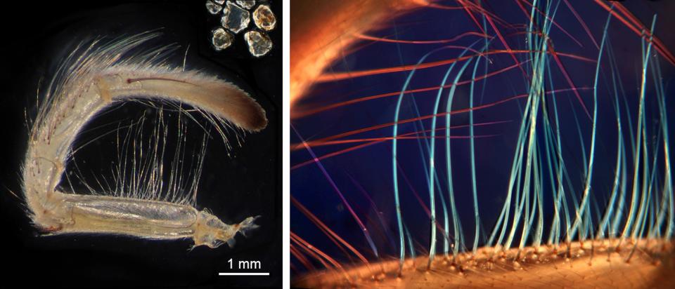 (Left) On a desert spider's isolated palp, long bristles are visible on the femur and tibia. A few sand grains are pictured on the upper left for size comparison. (Right) Femoral bristles (blue) overlap with tibial bristles (red), forming a narrow mesh, imaged with polarized light microscopy. <cite>Courtesy of Rainer Foelix</cite>