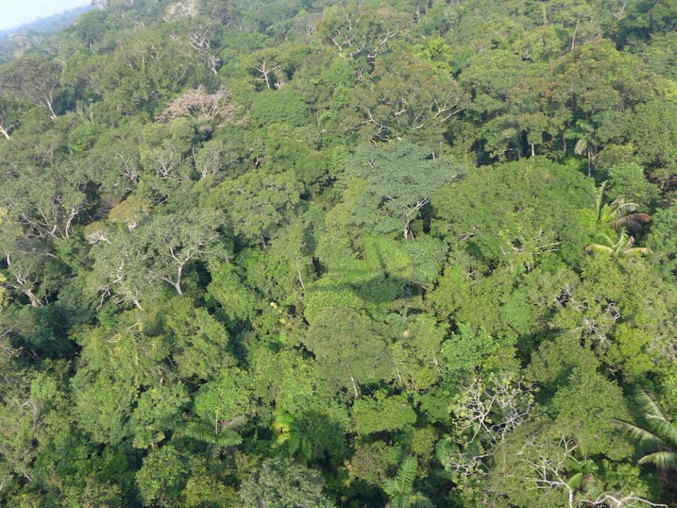 A snapshot of trees in the Putumayo basin of Loreto, Peru.