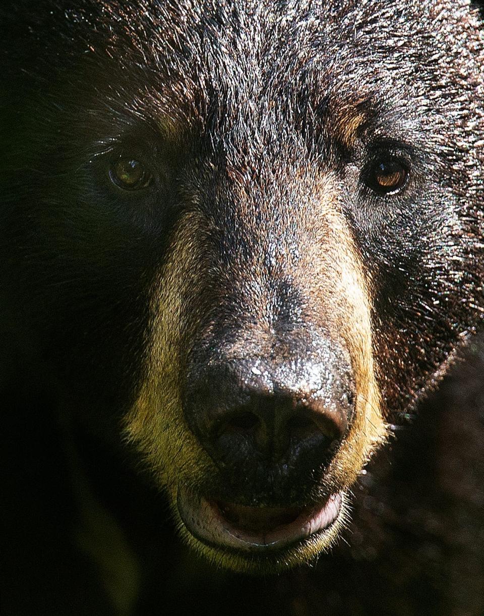A curious young black bear is seen on a trail at Fakahatchee Strand Preserve State Park in Copeland, Fla on June 1, 2023.