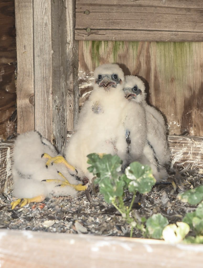 Pesticides in their food supply almost wiped out peregrine falcons in the 1960s. They have been part of the state nesting program since 1983. Marc A. Hermann / MTA