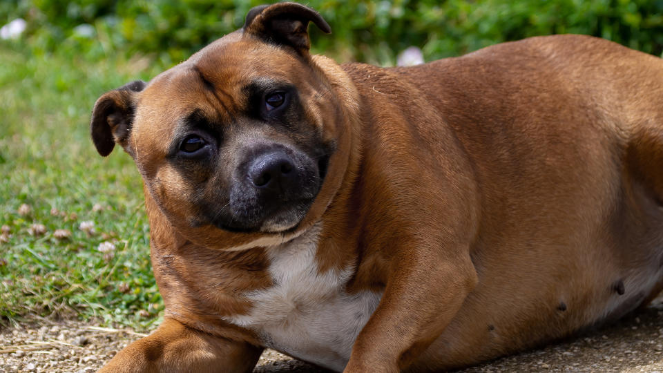 Obese staffordshire bull terrier